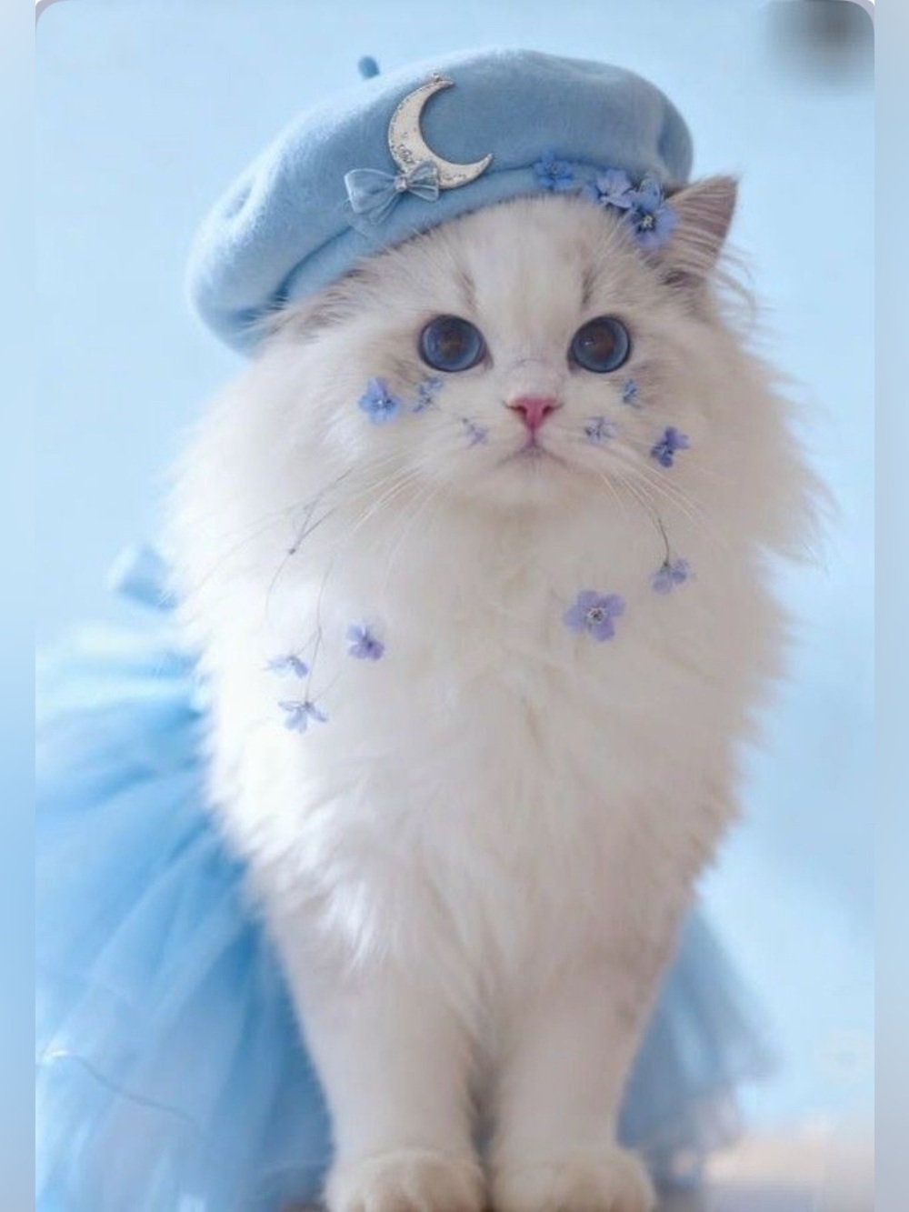 Floral Ruffle Cat Dress with Matching Bow Tie - Light Blue